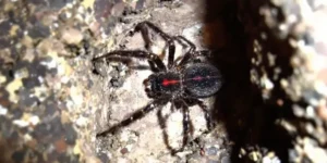 Redback Spider Australia Is this Spider Really Dangerous