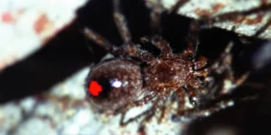 Redback Spider Bite Images Recognizing the Signs and Seeking First Aid