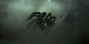 Redback Spider Deaths