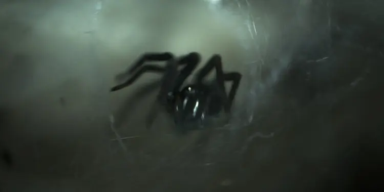 Redback Spider Deaths