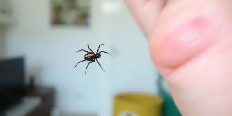 Redback Spider First Aid Quick Treatment for Bites