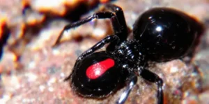 Redback Spider Male vs Female