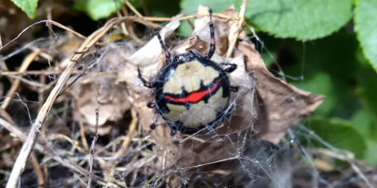 Redback Spider Scientific Name Latrodectus Hasselti Species